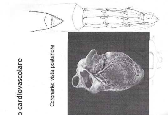 Tavola 063 · disegno originale